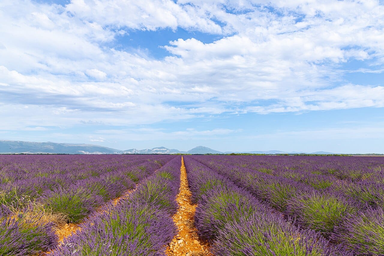 Lavender fields in Provence